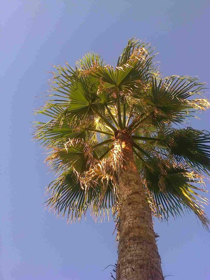Apartament Leon Maleme Do 6 Os.公寓 外观 照片